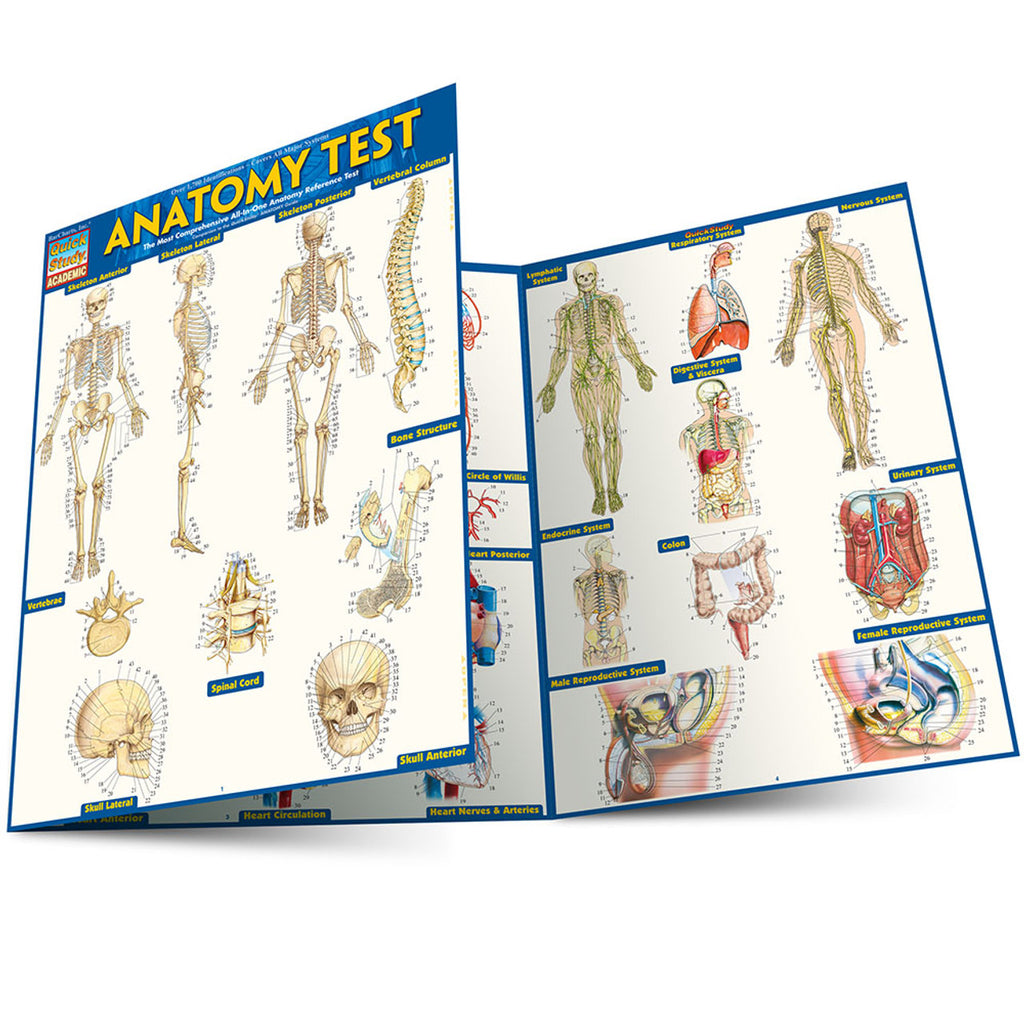 QuickStudy | Anatomy Test Laminated Study Guide – CM School Supply
