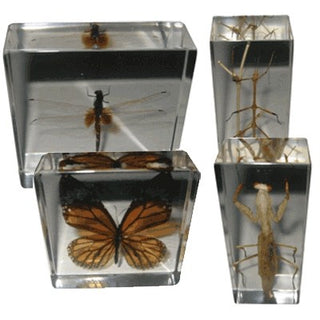 Real Life Science Specimens - Set of All 4 Insects