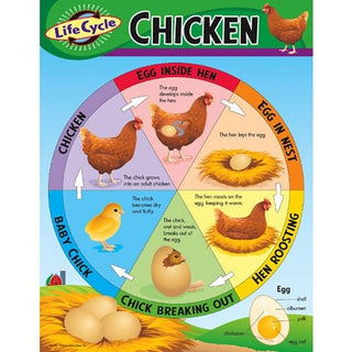 Life Cycle Learning Chart - Chicken