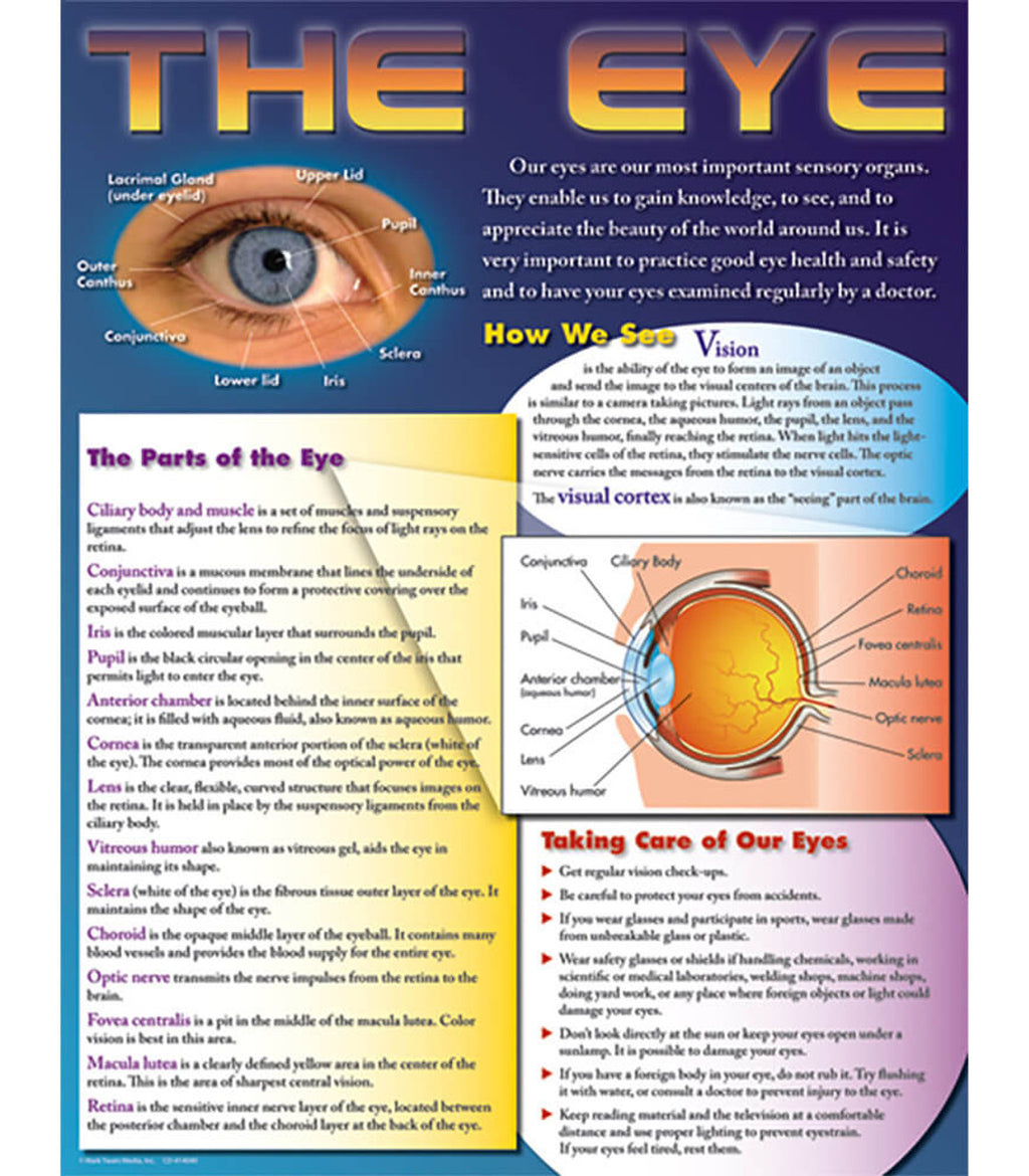 The Eye Chart Grade 48 CM School Supply