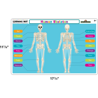 Human Skeleton Learning Mat
