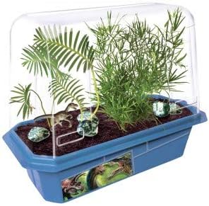 Grow Your Own Prehistoric Dinosaur Land - The Upright and Arching Ferns are Easy and Beautiful to Grow