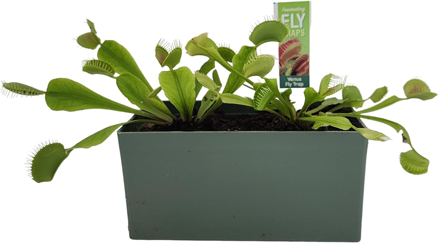 carnivorous plant venus fly trap terrarium Fascinating Fly Traps