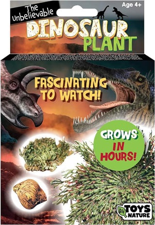 Dinosaur Plant - Grow Your Own Everlasting Evergreen