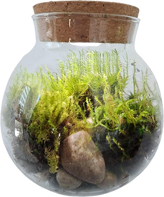 Create Your Serene Moss Sanctuary with The Unique Gardener Moss Bowl Terrarium Kit with LED Light