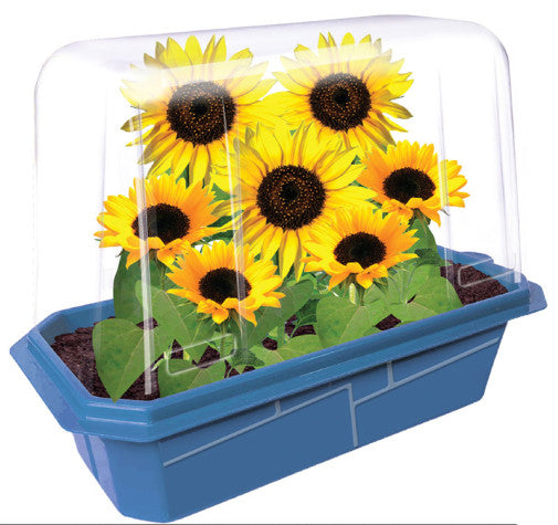 planting sunflower seeds in containers Grow Your Own Dwarf Sunflowers – CM School Supply
