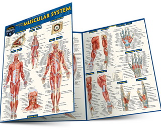 ANATOMY OF THE MUSCULAR SYSTEM