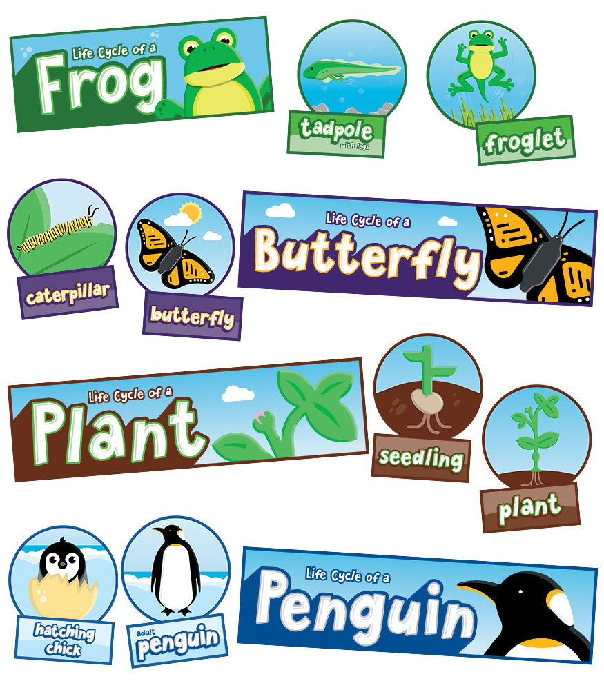 Life Cycles Bulletin Board Set – CM School Supply