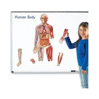 Double-Sided Magnetic Human Body
