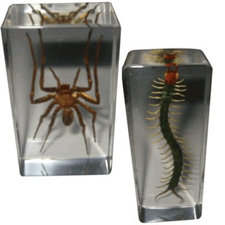 Real Life Science Specimens - Centipede