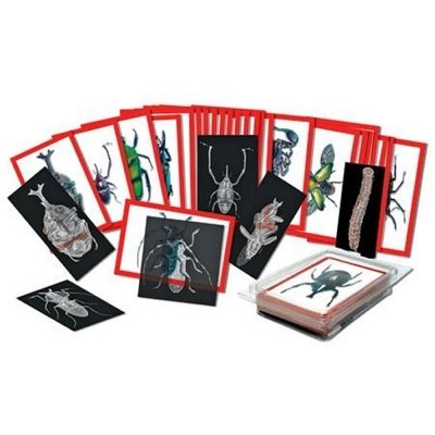 Insect X-Rays and Picture Cards – CM School Supply