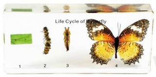Real Life Science Specimens - Butterfly Life Cycle