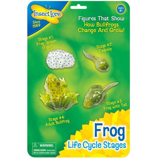Life Cycle Stages - Frog