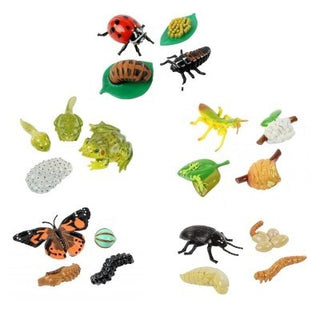 Life Cycle Stages - Ant