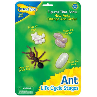 Life Cycle Stages - Ant
