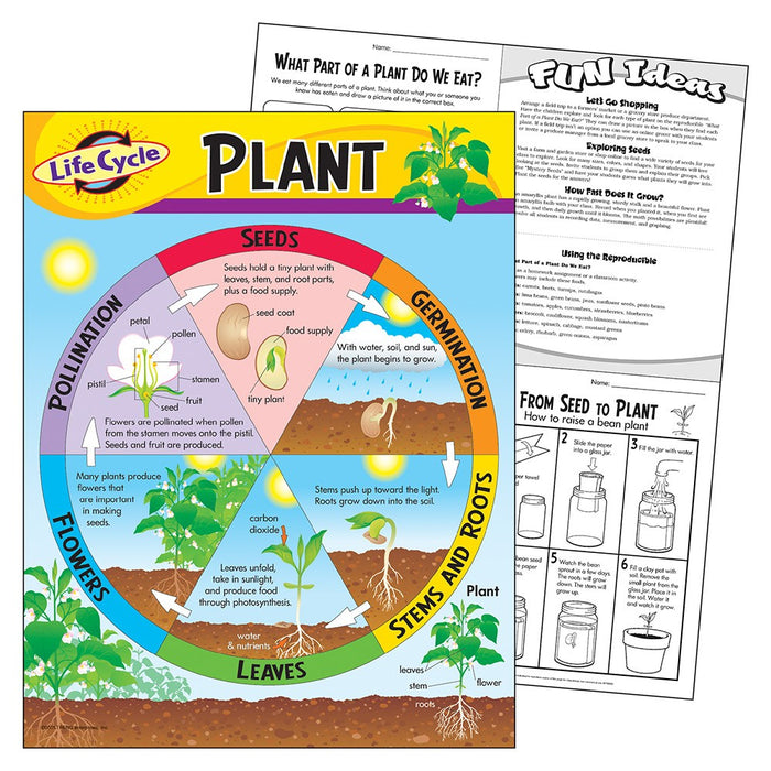 Life Cycle Learning Chart - Plant