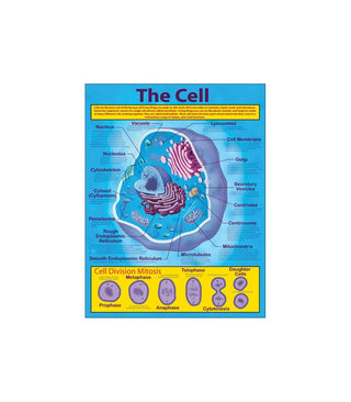 The Cell Chart