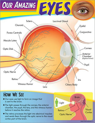 Our Amazing Eye Chart