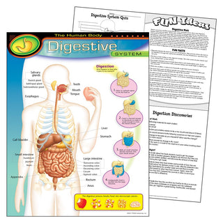 The Human Digestive System Chart