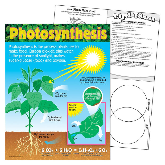 Photosynthesis Chart