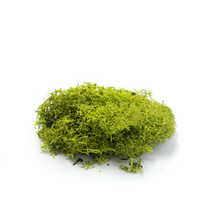 Lichen: Meadow Brush