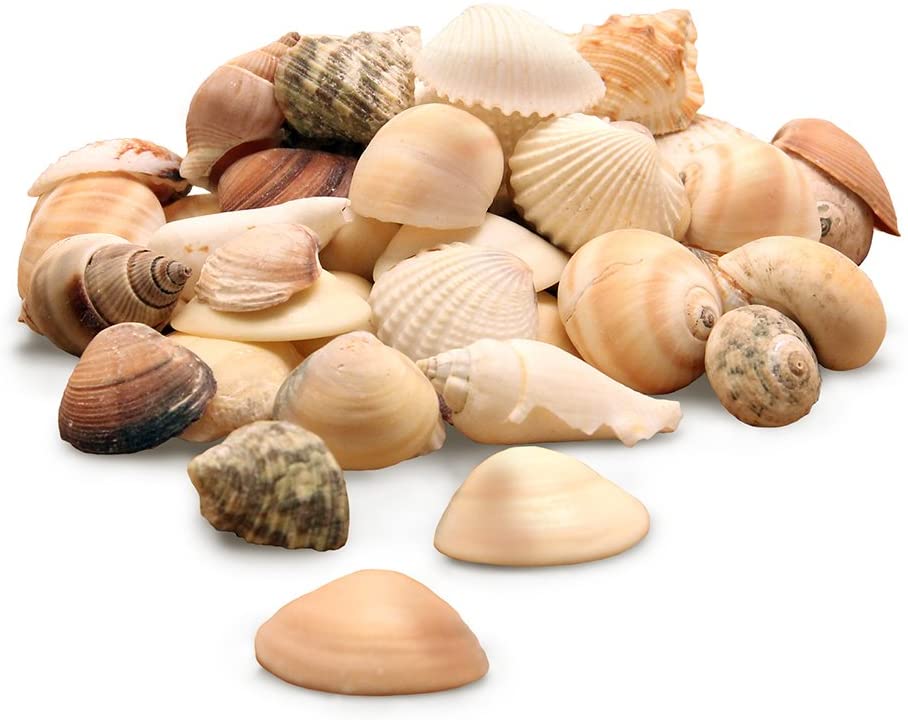 Sea Shells Mixed Beach Seashells - Various Sizes up Argentina