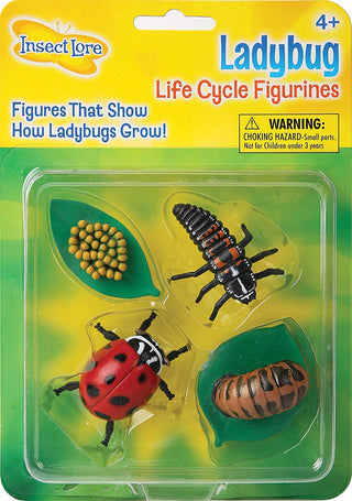 Insect Lore Ladybug Life Cycle - 4 PC Insect Figure Shows Life Of Lady Bug