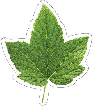 Woodland Whimsy Green Leaf Cut-Outs, Pack of 36(DISC)