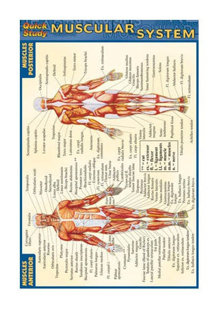 QuickStudy: The Muscular System