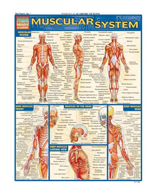 QuickStudy® The Muscular System