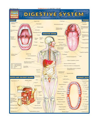 QuickStudy: The Digestive System