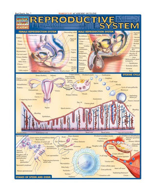 QuickStudy® The Reproductive System
