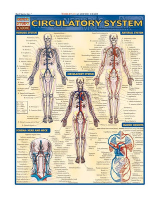 QuickStudy: The Circulatory System