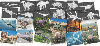 Discover Dinosaurs Picture Cards & X-rays