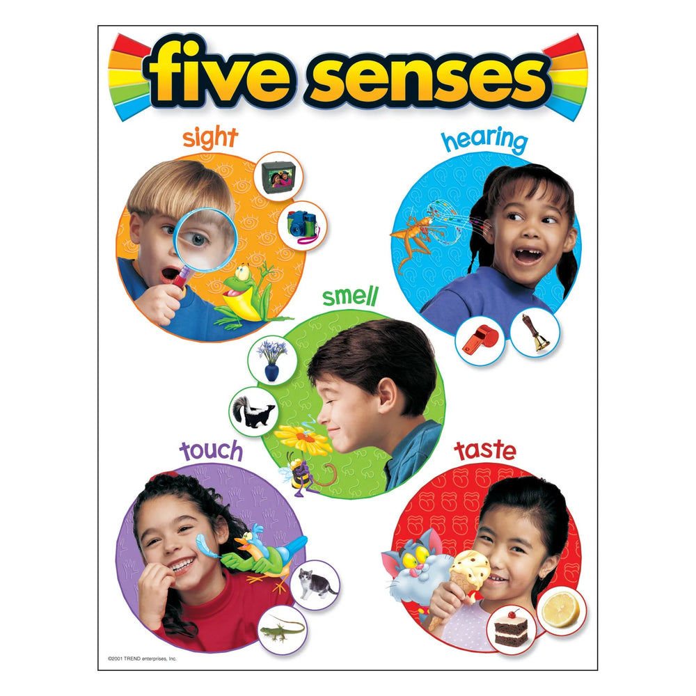 FIVE SENSES ワンブロー T38051-1-Learning-Chart-Five-