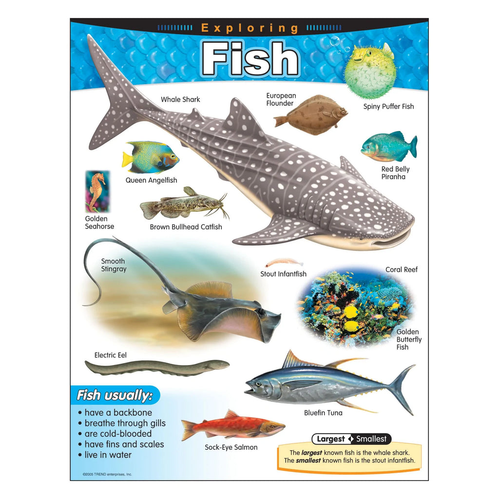 Exploring Fish Learning Chart – CM School Supply