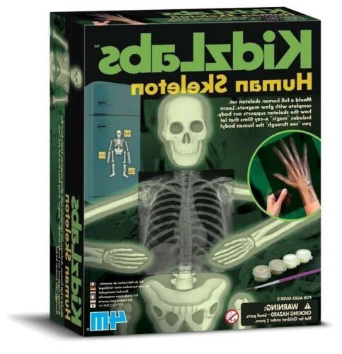 4M Glow Human Skeleton Science Kit(DISC)