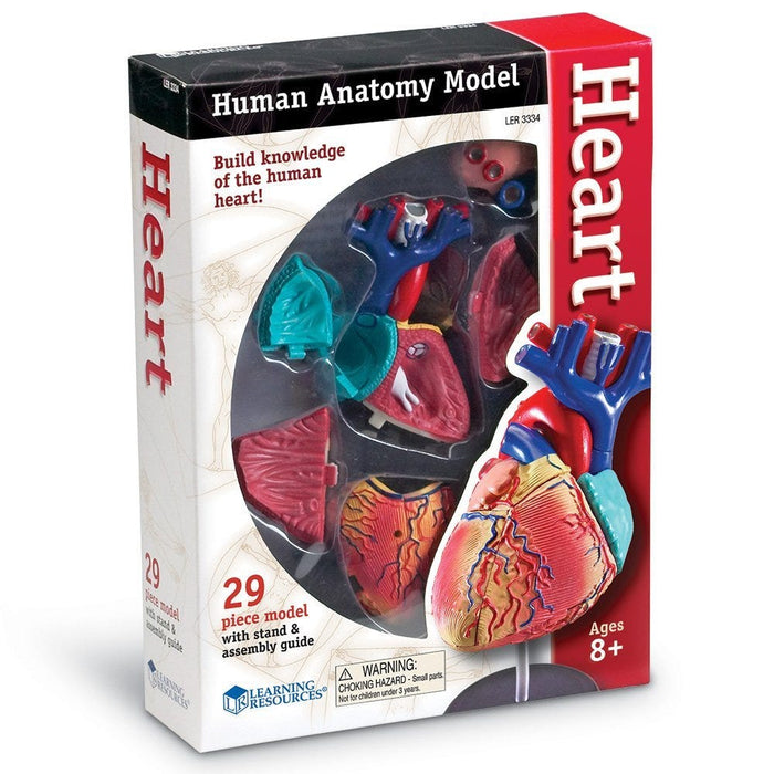 Heart Anatomy Model — CM School Supply