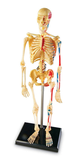 Skeleton Anatomy Model