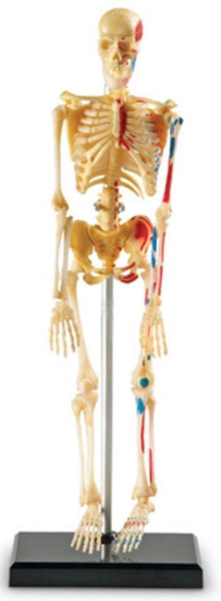 Skeleton Anatomy Model